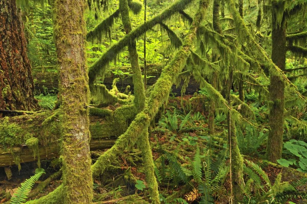Canada, BC ,Mossy trees in Cathedral Grove art print by Mike Grandmaison for $57.95 CAD